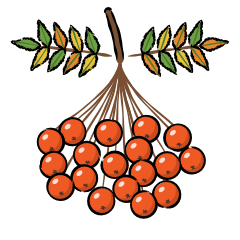 rowan