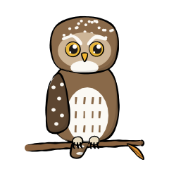 pygmy owl