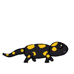 fire salamander